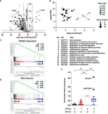 Dexamethasone impairs the expression of antimicrobial mediators in lipopolysaccharide-activated primary macrophages by inhibiting both expression and function of interferon β